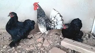 Cria&ccedil;&atilde;o de galinha mini Cochin preto com Sebright prata / Breeding of hens mini Cochin with Sebright