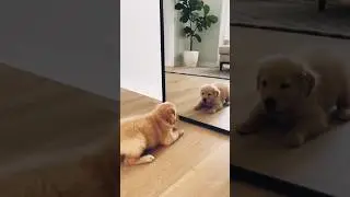 First time mirror #pet #ai #puppy #love #animated #love #lovesong #lovestatus #lovestory