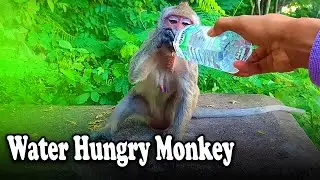 Monkey Hungry wather || BBC KH ||  I love monkey cute
