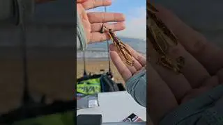 X Zone Stealth Finesse Creature 2.75