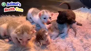 Baby kittens start learning to be real cat &ndash; Day 13 @baby kitten day 1 to 50 after rescue