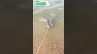 #karimnagar #midmanairdam #catfish #pathan #fishingvideos #shorts