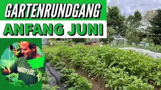 Gartenrundgang Anfang Juni & Melonen im Kübel