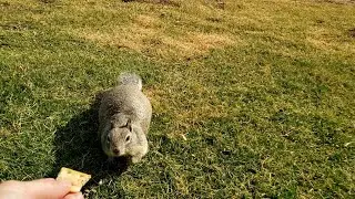 Ground Squirrels and Prairie Dogs Eating (at a Oklahoma Rest Stop)