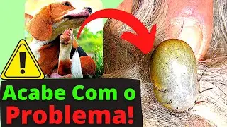 [DICA] REMEDIO CASEIRO PARA CARRAPATO DE CACHORRO Ep. 2