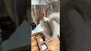 The squirrel is running for nuts. Белка бежит за орехами