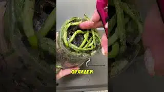 Как ПЕРЕСАДИТЬ ОРХИДЕЮ