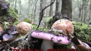 russula fragilis