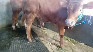 18 juta 800 net sapi pedhet umur 5 bulan sudah besar