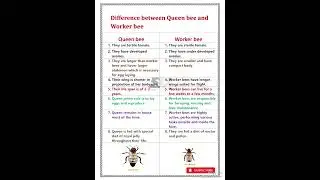 Difference between queen bee and worker bee