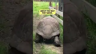 Walking Behind a Giant Tortoise