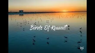 Migratory Birds of Kuwait 4K / الطيور المهاجرة في الكويت l The Drone Life PK