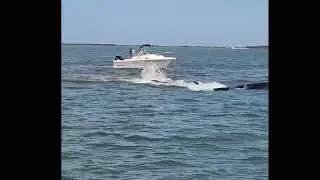 Minke whale dies after collision with boat in Jersey Shore bay