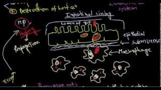 Salmonella pathogenesis