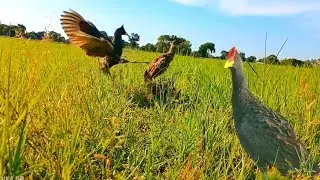 Уникальный навык выживания: ловля водяного петуха в деревне #ловушкадляптиц