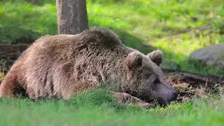 The Top 5 INSANE Hunting Locations in Alaska - Trophy Heaven!