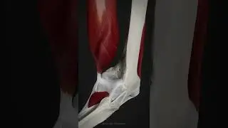 Capsule of the knee