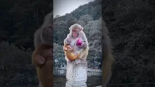 Baby monkey 🐒 funny moment 🤩🥰 #monkey #viral #youtubeshorts