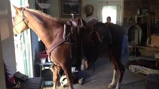 BLM Mustang Training: Meet Miss June, The House Mustang