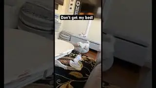 Не занимайте мою кровать!