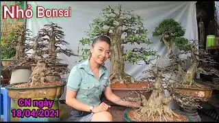 Nhiều tác phẩm đẹp giá chuẩn giao lưu ngày 18/04/2021 vườn Nhỏ Bonsai Q. Gò Vấp TP.HCM
