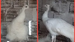 Comprei um Casal de Pavão Branco.