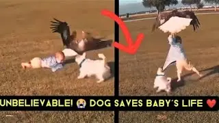 Dogs Saving Babies Compilation 2025 &ndash; You Won&rsquo;t Believe These Heroic Moments!#ceekmedia