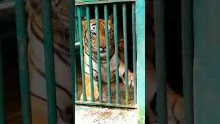 #shorts #zoo #tiger