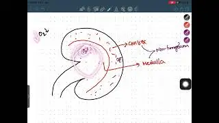 Intro to renal system ,Types of nephron, Autoregulation of blood flow || Renal Physiology-01