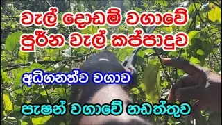 වැල් දොඩම් වැඩි අස්වැන්නක් සදහා පුර්ණ කප්පාදුව | pruning | passion fruit cultivation | view lanka 