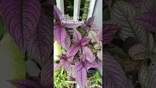 STROBILANTHES DYERIANA | Persian Shield 🪴🌿 #plantsmakepeoplehappy  #TheGreenSpotPH  #persianshield
