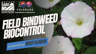 Field Bindweed Biocontrol