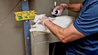 Como aplicar Frontline spray em gatos.🤔😯😻#gatos #gatosdivertidos #pets