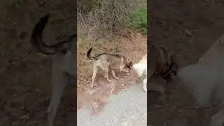 Ballade &agrave; la campagne Pastre &agrave; Marseille CANE CORSO Italiano mastiff et Montagne des Pyr&eacute;n&eacute;es