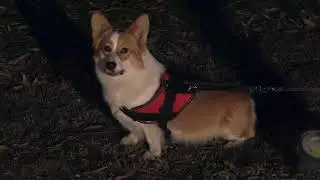 4in1 Retractable Dog Leash Kit from Happy&Polly for Walking Dogs at Night