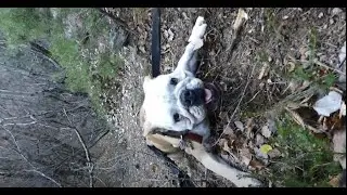 Bulldog, cani da divano?