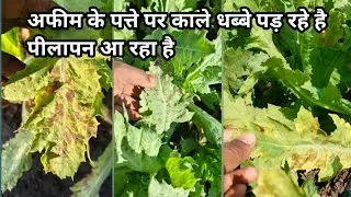 अफीम के पत्ते पर काले धब्बे लग रहे है पत्ते पीले पड़ रहे है /afim k patte par kale dhabbe lag rahe h