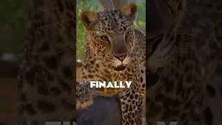 🐆 Frontier FINALLY UPDATED the African Leopard! | #Shorts #PlanetZoo