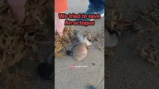We tried to save an octopus. #octopus #skegness #seaside #holidaylet #familyholiday