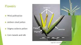 Grasses- the plant family Poaceae