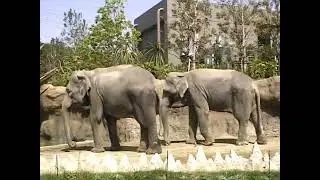 到津の森公園 (2002.4.19)