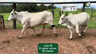 Lote 19