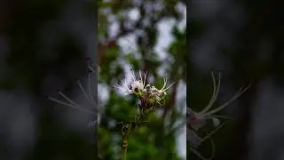 nature photography with adcom 8x telephoto lens #shortvideo #viralvideo #trending #shortvideo
