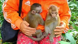 Well Done Mummy! Barry And His Friends In Sovana Team Need To Sleep On Mummy's Legs!