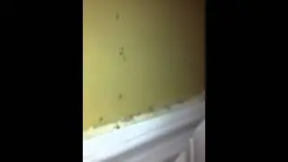 Ants Infest Lexington SC Home