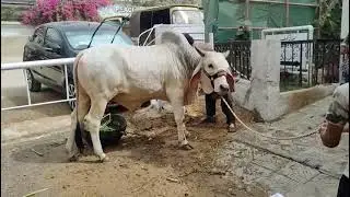 Chand Bail #bachara #videos #mandi #multan mandi