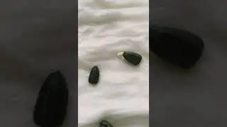 How to germinate sunflower seeds using tissue paper with result. (2nd day)