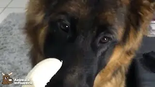 German Shepherd eating a banana (IG:@niko_the_gsd_)