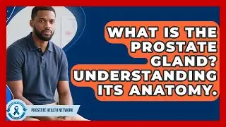 What Is The Prostate Gland? Understanding Its Anatomy. - Prostate Health Network
