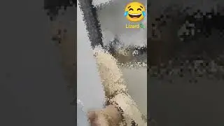 lizard prank 😂 #shorts#lizard#mom prank#lizard waiting outside the door for my mom😂 #fayazfamily.